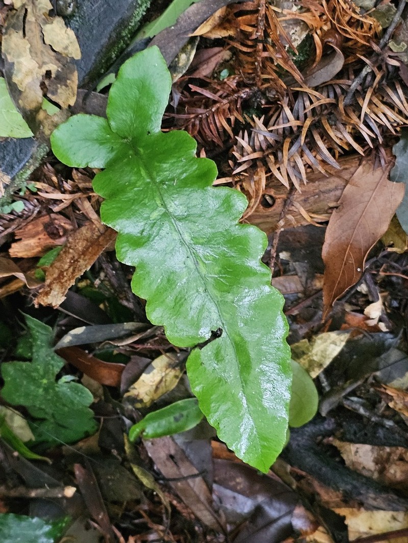Deparia formosana
