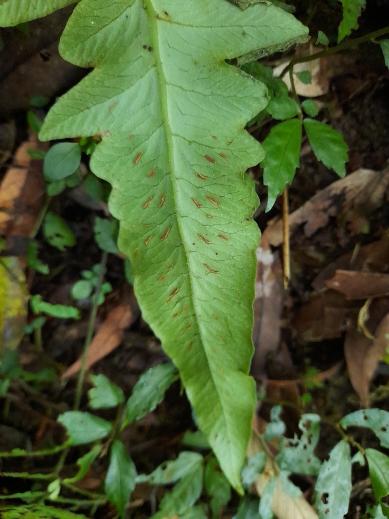 Deparia formosana photo 2
