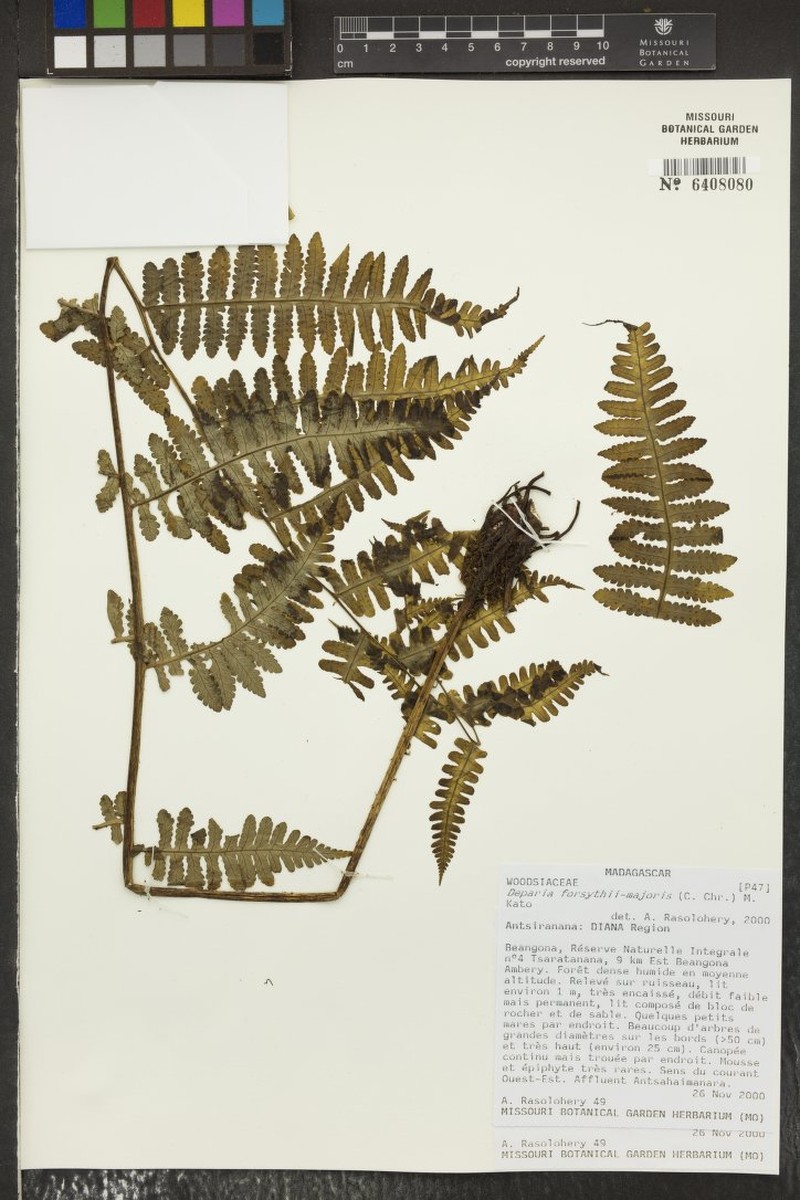 Deparia forsythii-majoris
