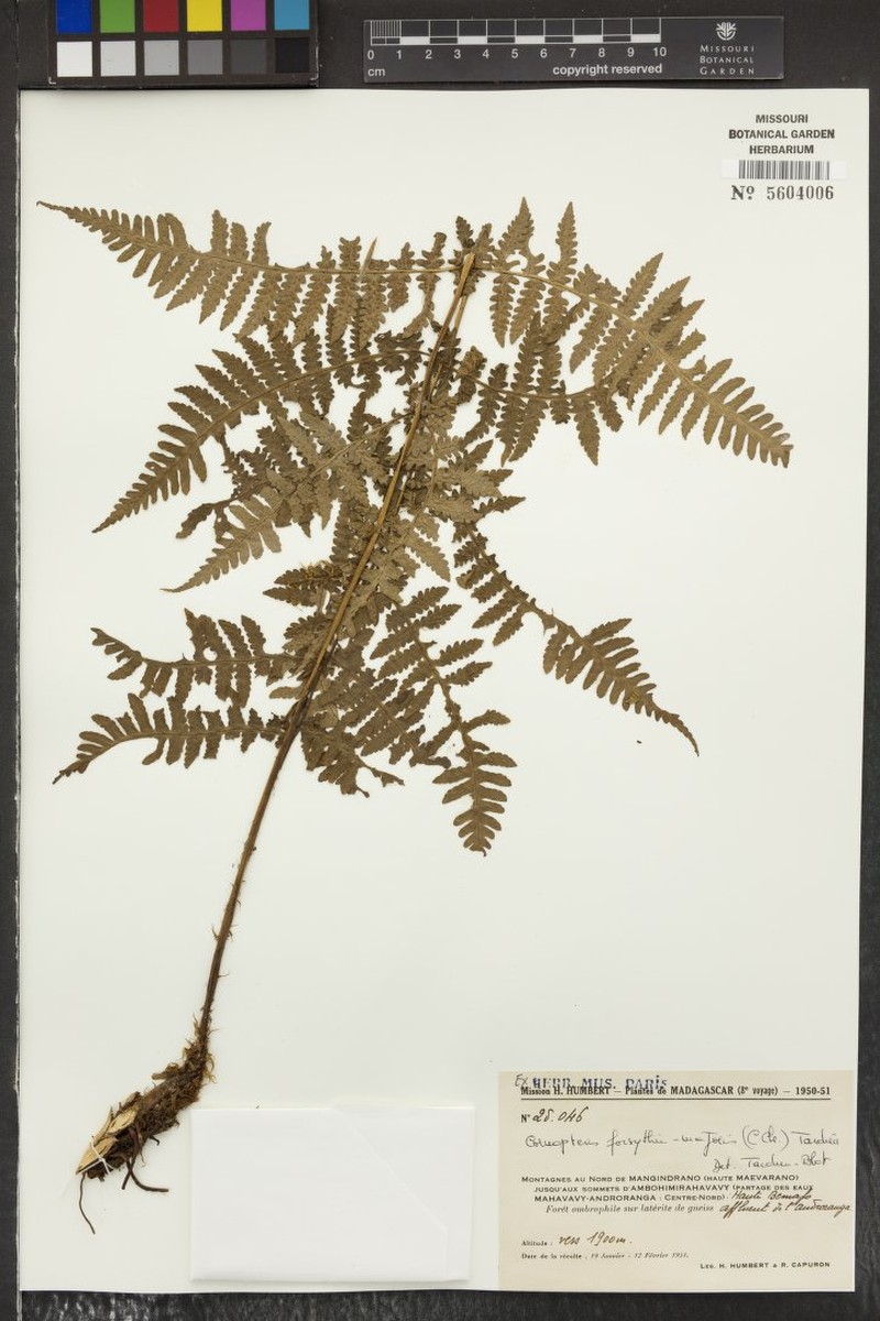 Deparia forsythii-majoris photo 2