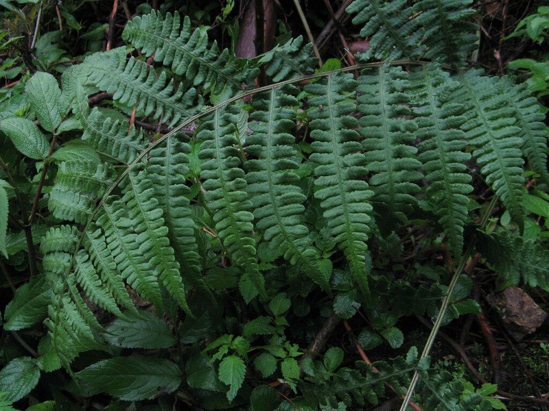 Deparia henryi