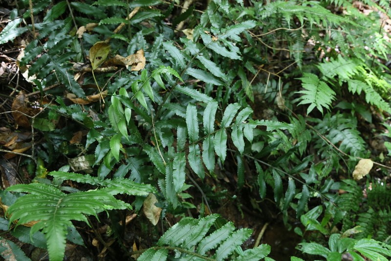 Deparia heterophlebia