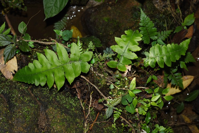 Deparia heterophlebia photo 2
