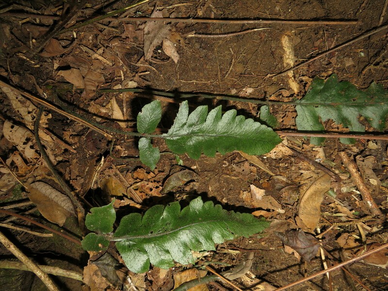 Deparia heterophlebia photo 3