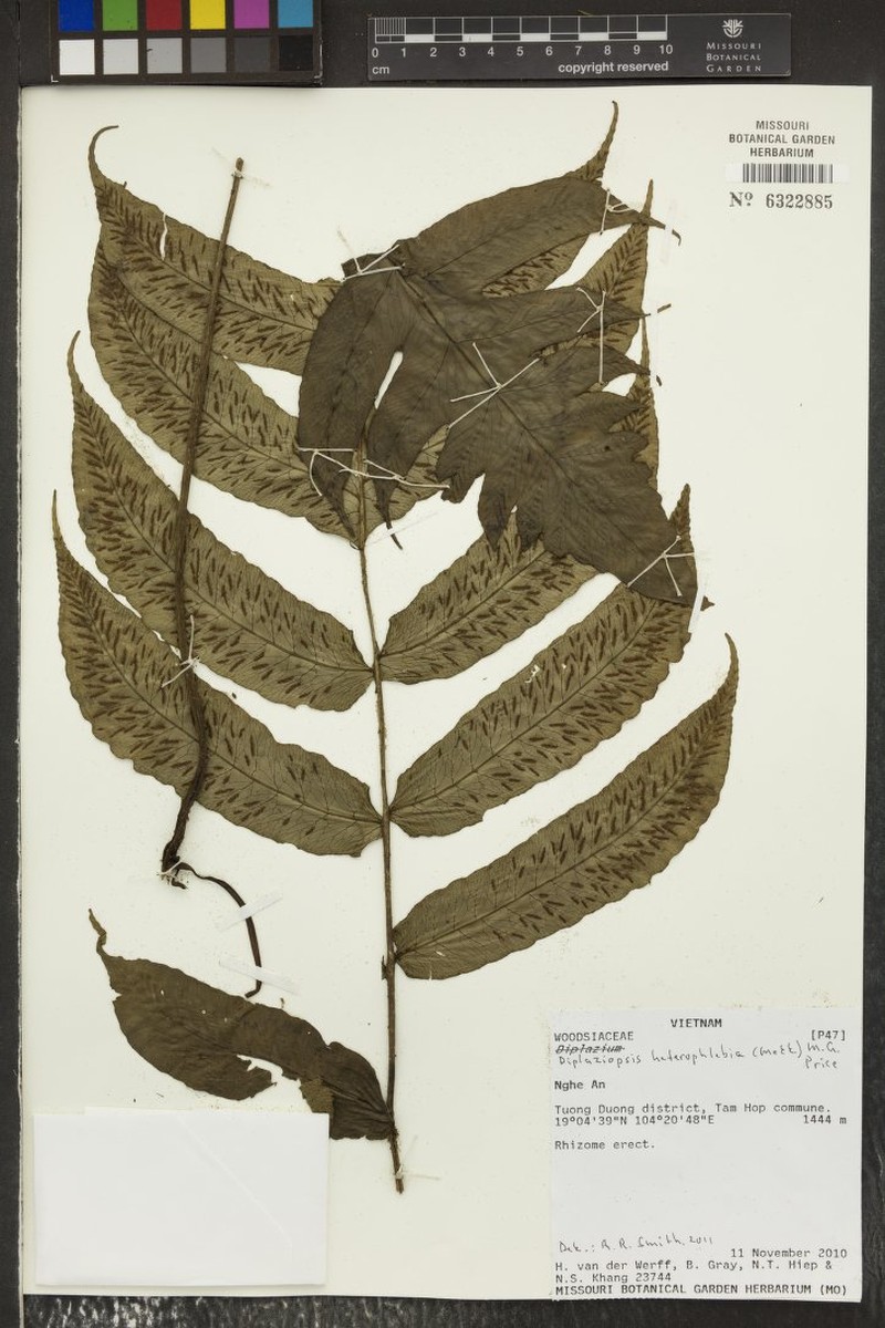 Deparia heterophlebia photo 4