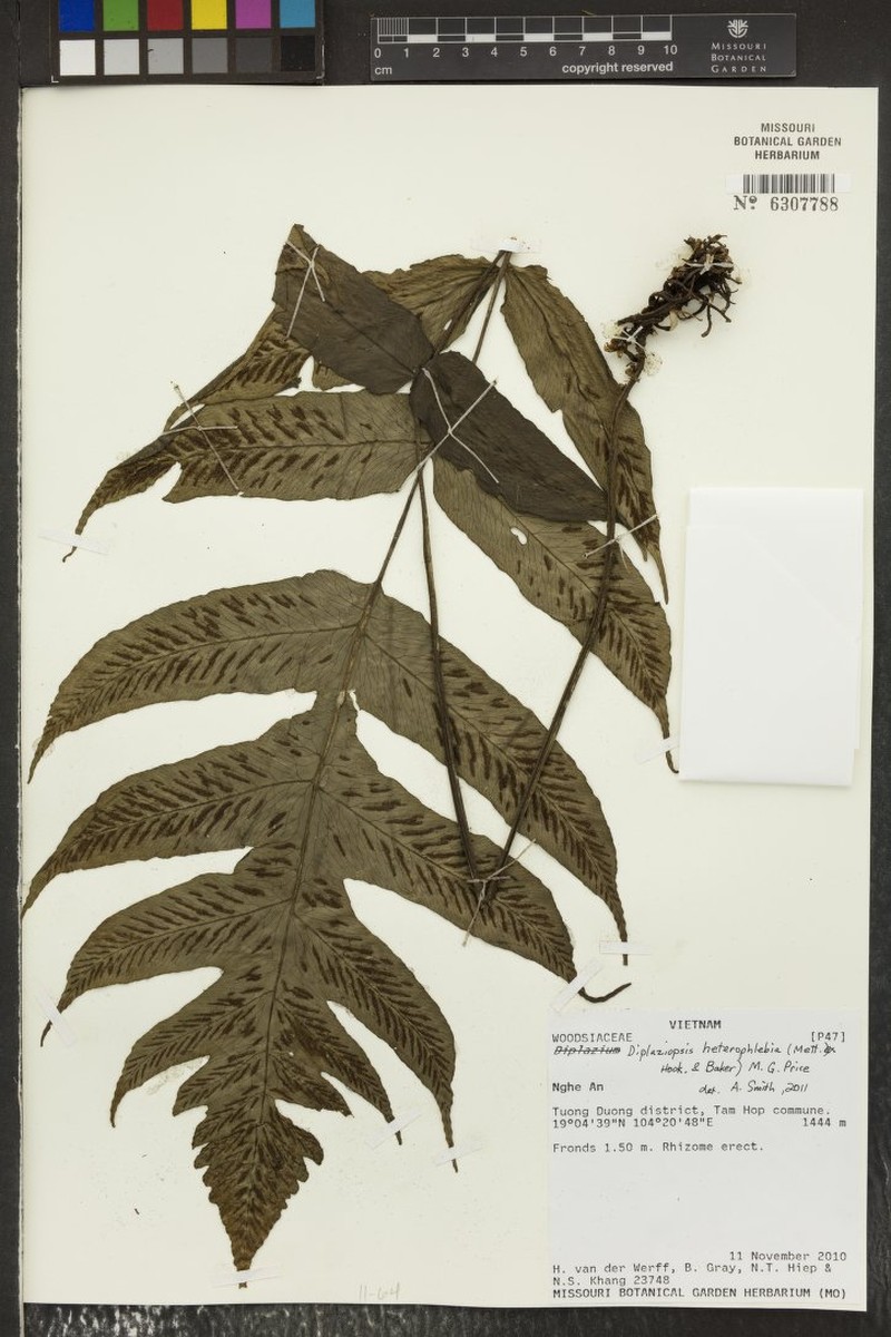 Deparia heterophlebia photo 5