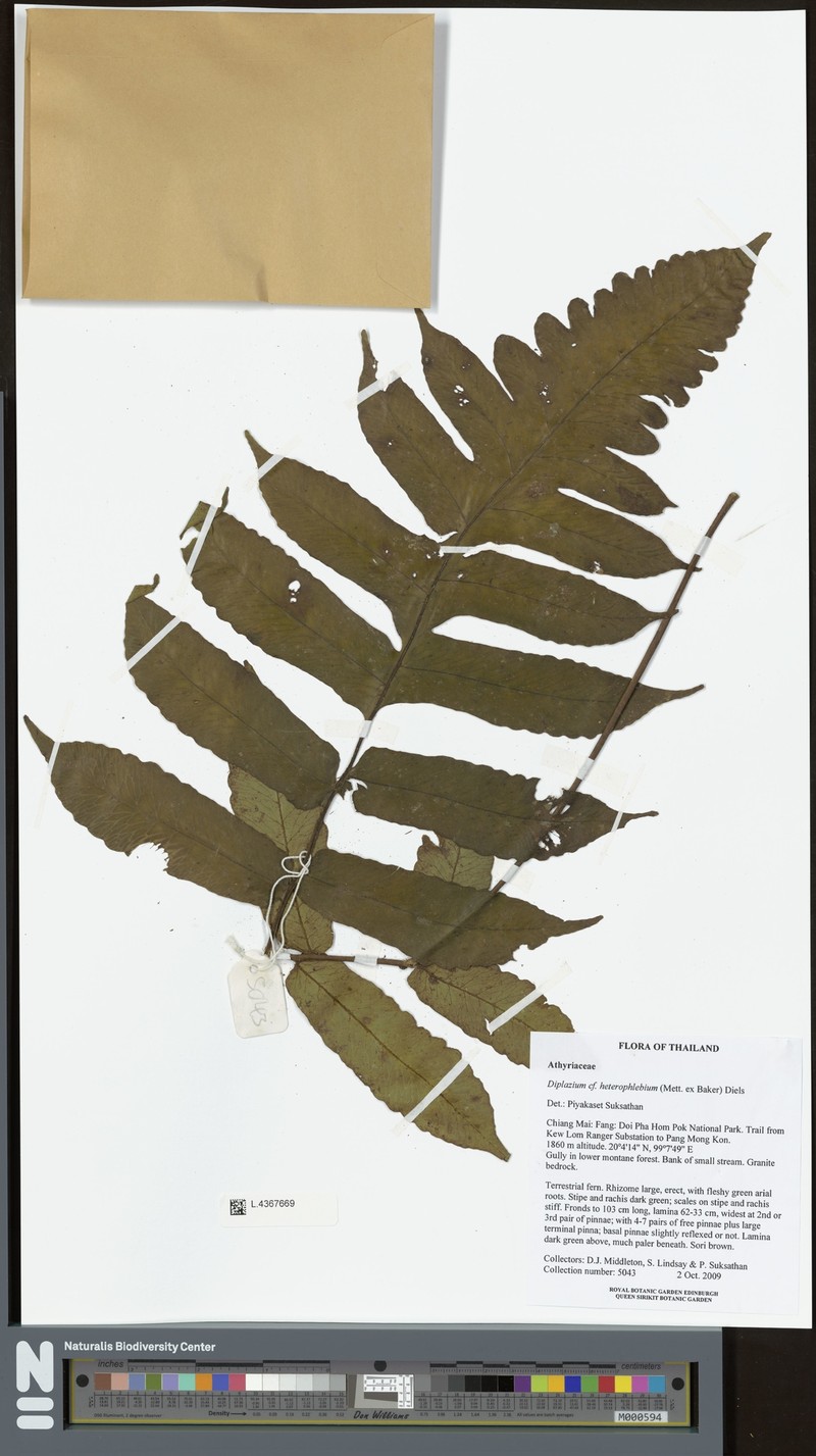 Deparia heterophlebia photo 6