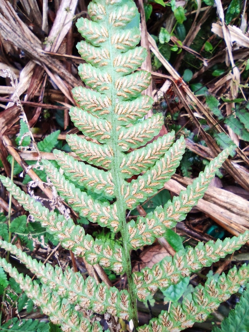Deparia japonica