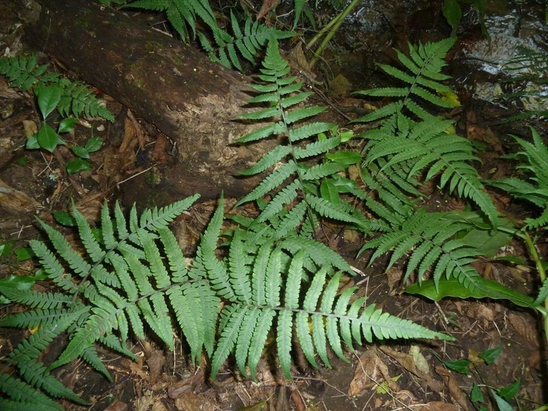 Deparia japonica photo 2