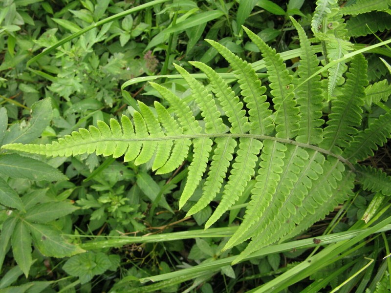 Deparia japonica photo 3