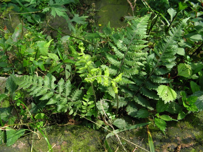 Deparia japonica photo 4