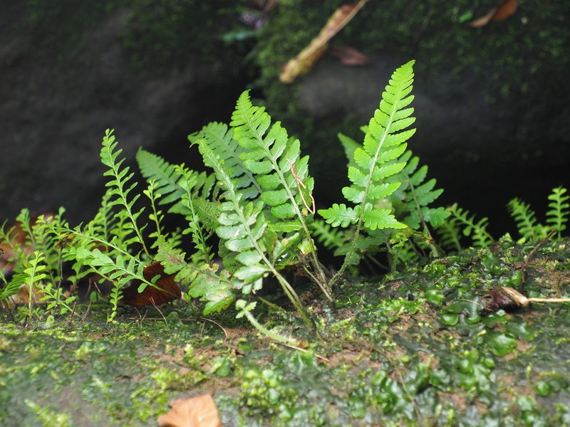 Deparia japonica photo 5