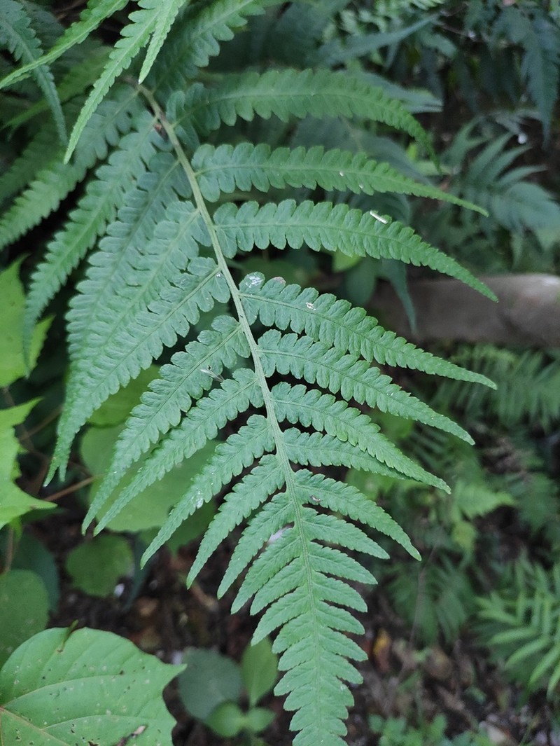 Deparia japonica photo 6
