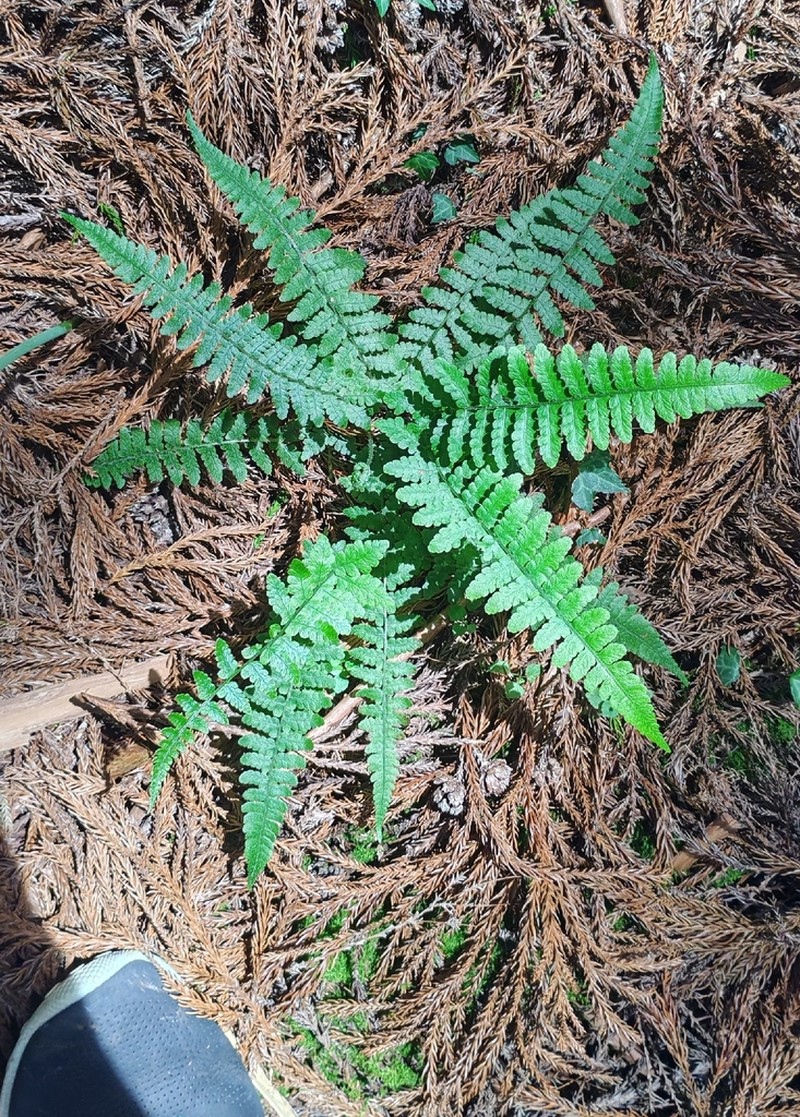 Deparia kiusiana