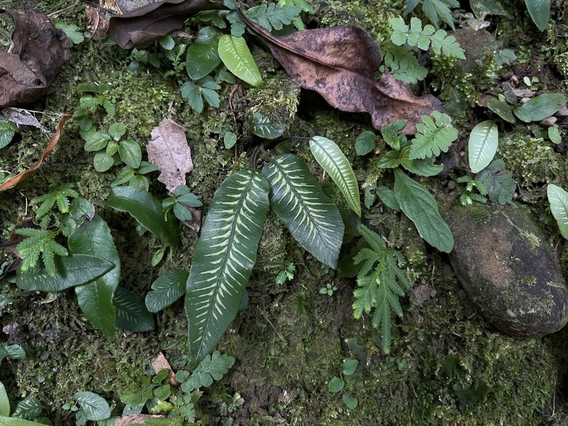 Deparia lancea