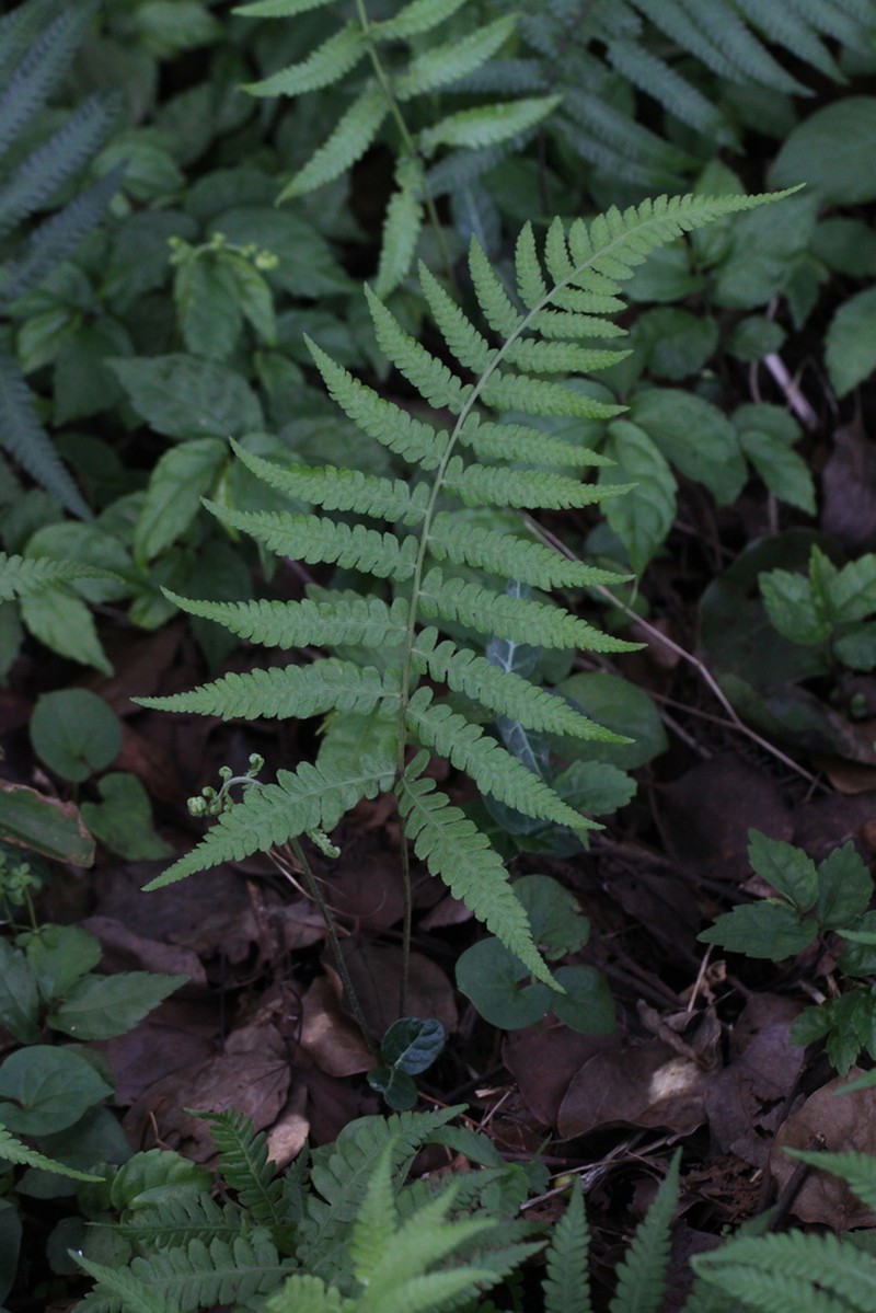 Deparia longipes