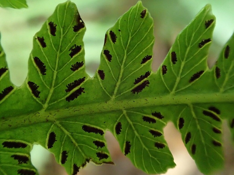 Marginal False Spleenwort