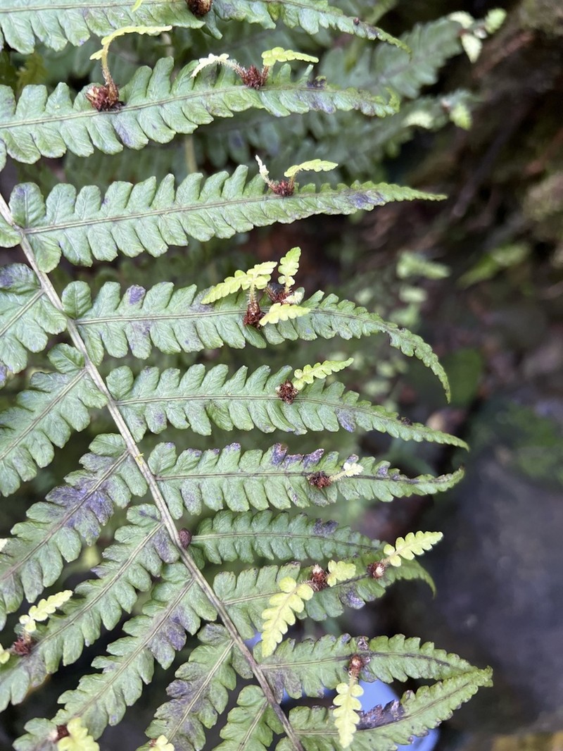 Marginal False Spleenwort photo 2