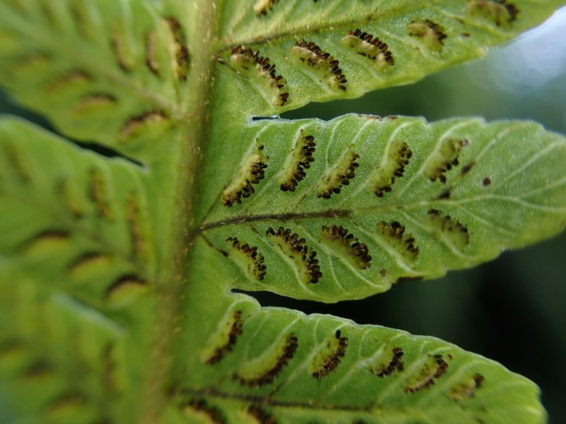 Marginal False Spleenwort photo 3