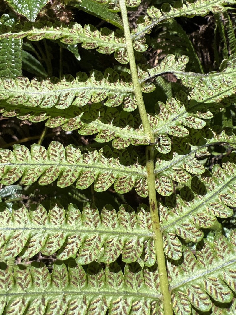 Marginal False Spleenwort photo 4