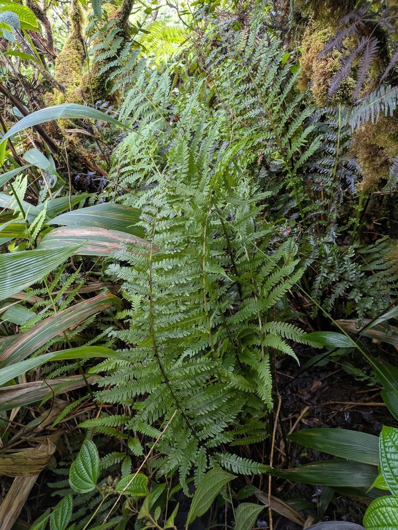 Marginal False Spleenwort photo 5