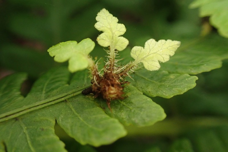 Marginal False Spleenwort photo 6