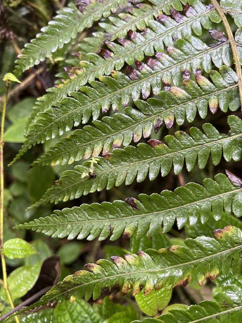 Marginal False Spleenwort photo 7