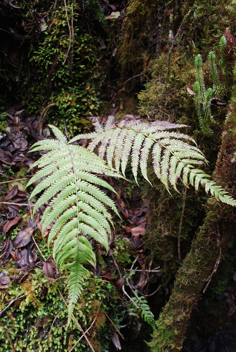 Marginal False Spleenwort photo 8