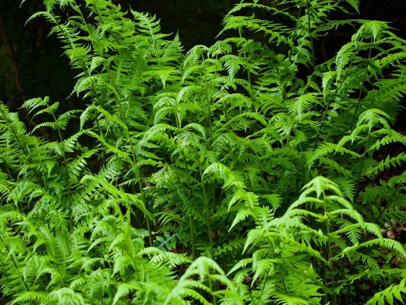 Deparia okuboana photo 5
