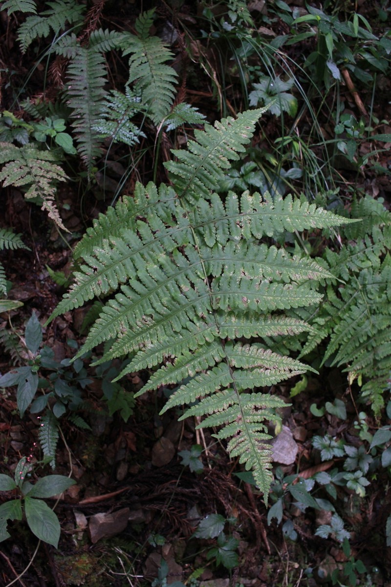 Deparia okuboana photo 6