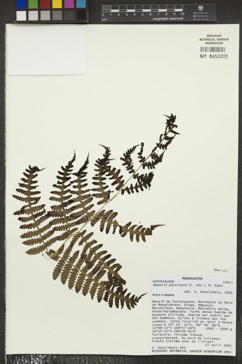 Deparia parvisora