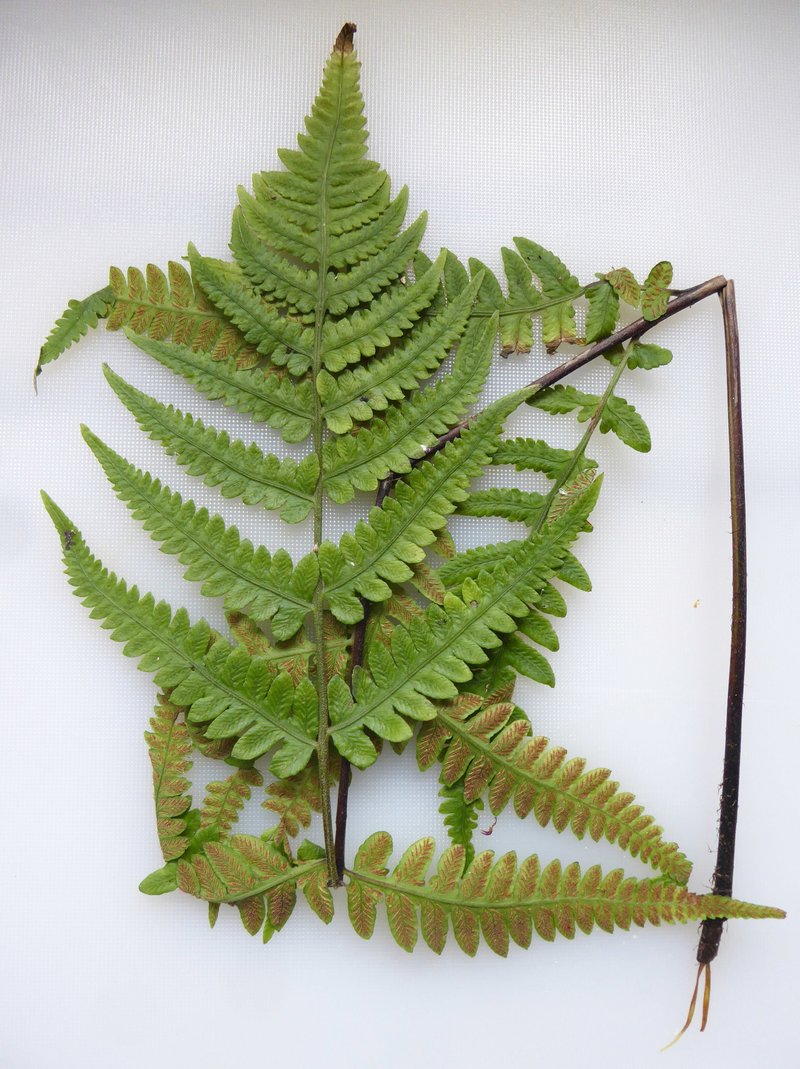 Petersen's-Spleenwort photo 3