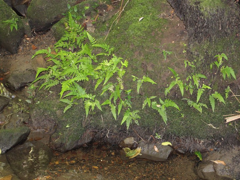Petersen's-Spleenwort photo 4