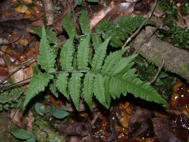 Petersen's-Spleenwort