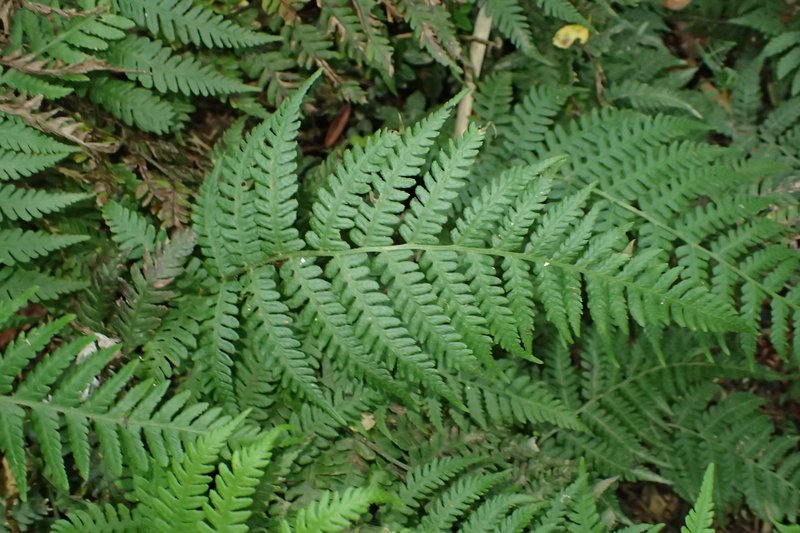 Petersen's-Spleenwort photo 5