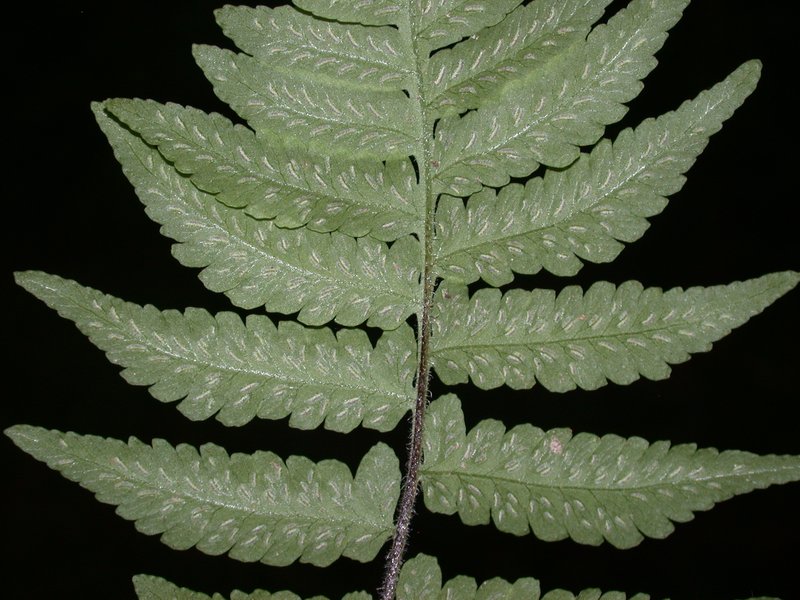 Petersen's-Spleenwort photo 6