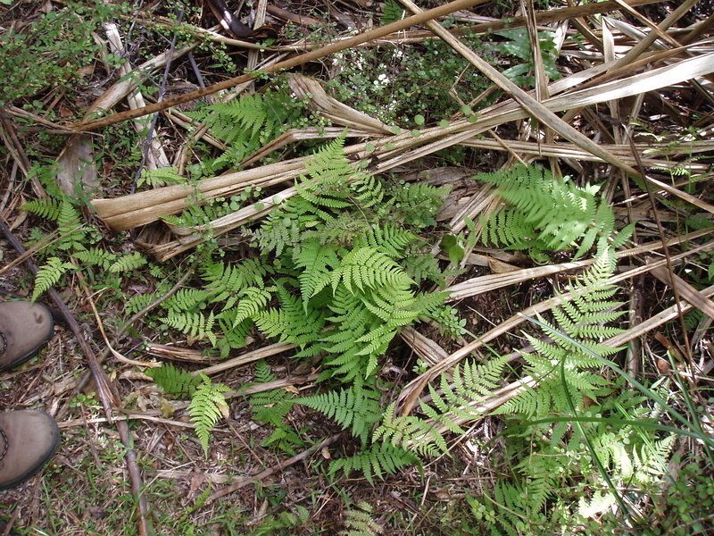 Petersen's-Spleenwort photo 7
