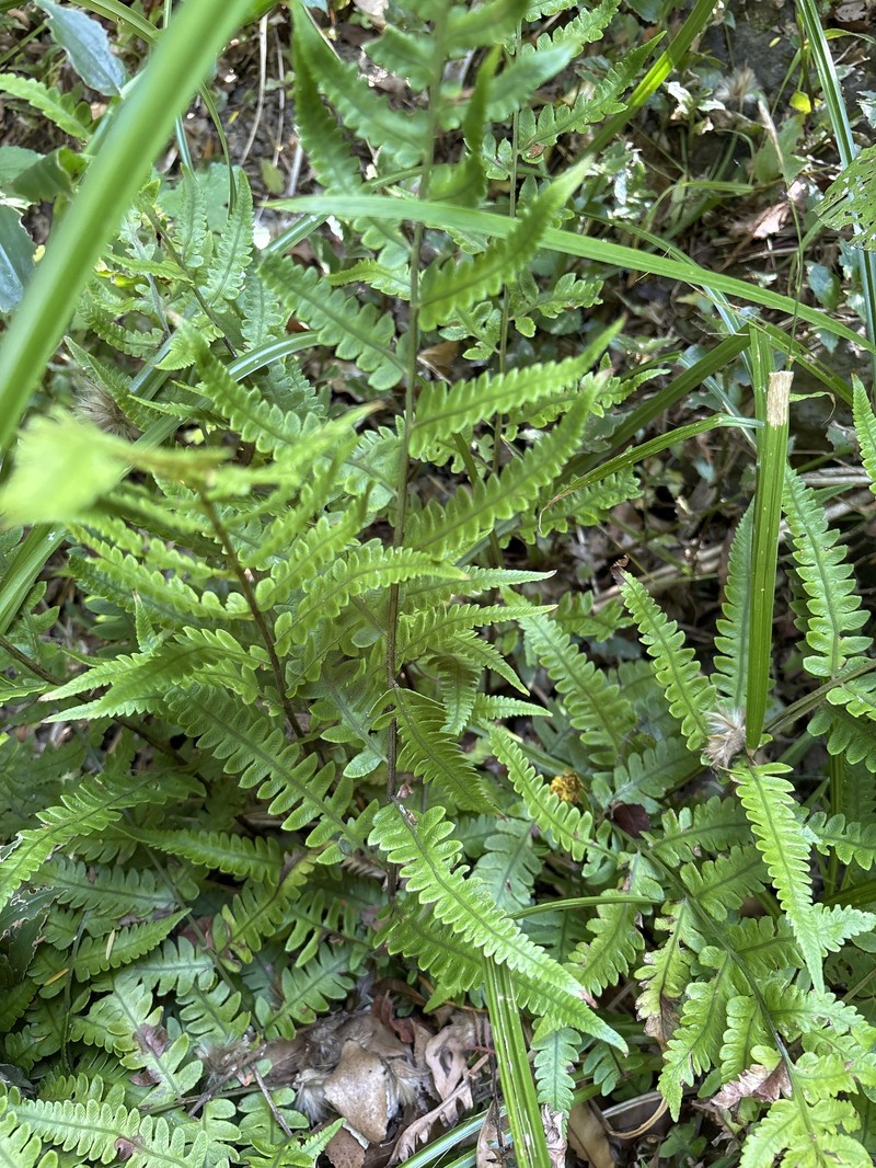 Deparia petersenii subsp. petersenii