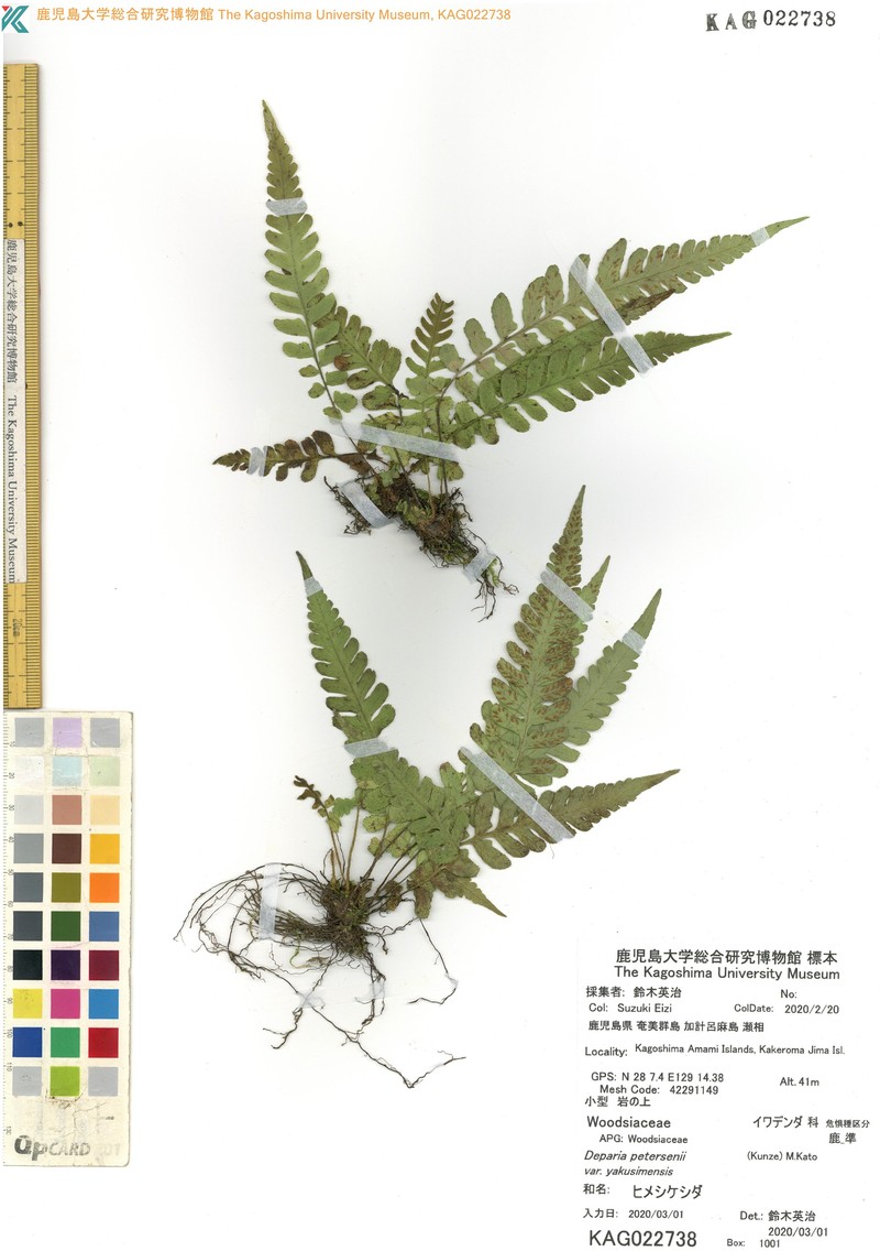 Deparia petersenii var. yakusimensis