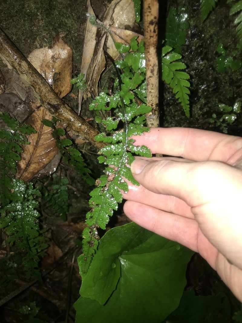Deparia pseudoconilii