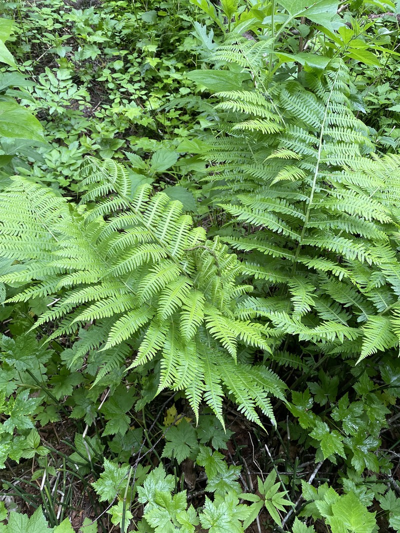Deparia pterorachis