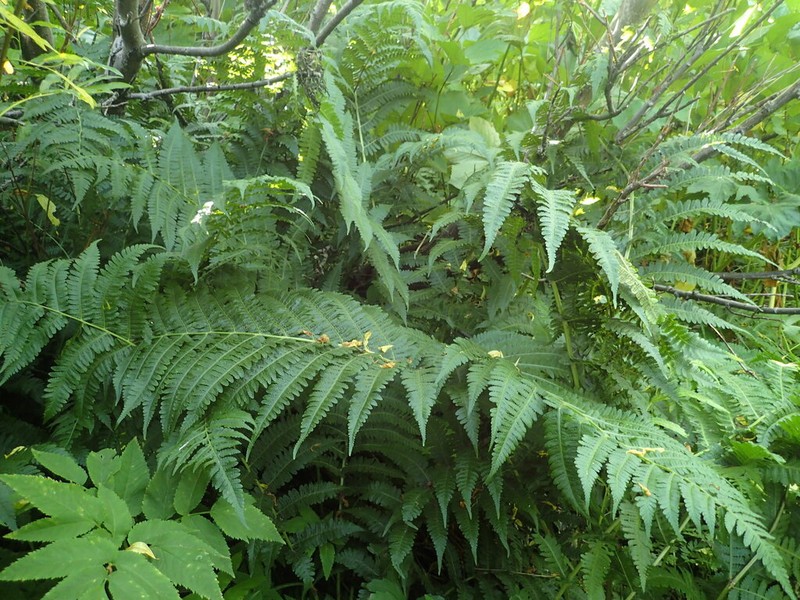 Deparia pterorachis photo 2