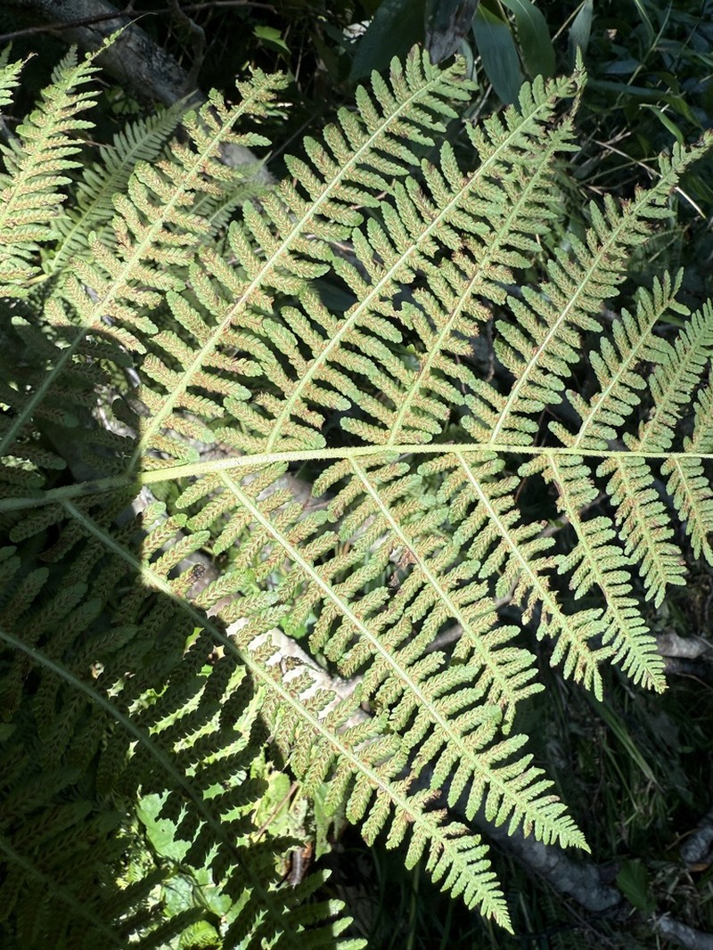 Deparia pterorachis photo 4