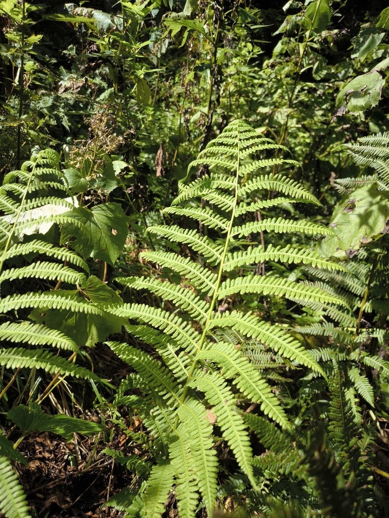 Deparia pterorachis photo 6