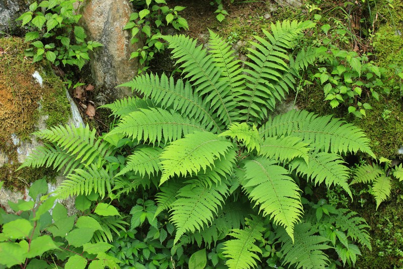Deparia pycnosora var. albosquamata