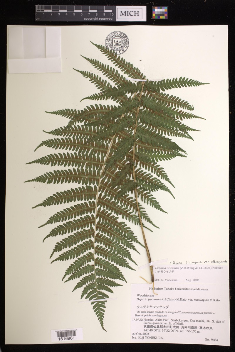 Deparia pycnosora var. albosquamata photo 3