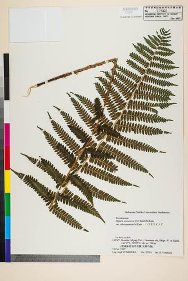Deparia pycnosora var. albosquamata photo 4