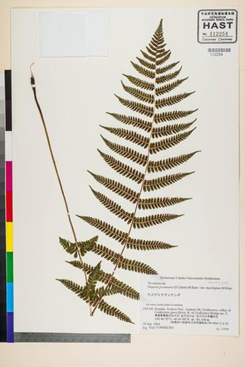 Deparia pycnosora var. mucilagina