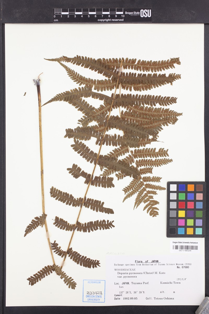 Deparia pycnosora var. pycnosora