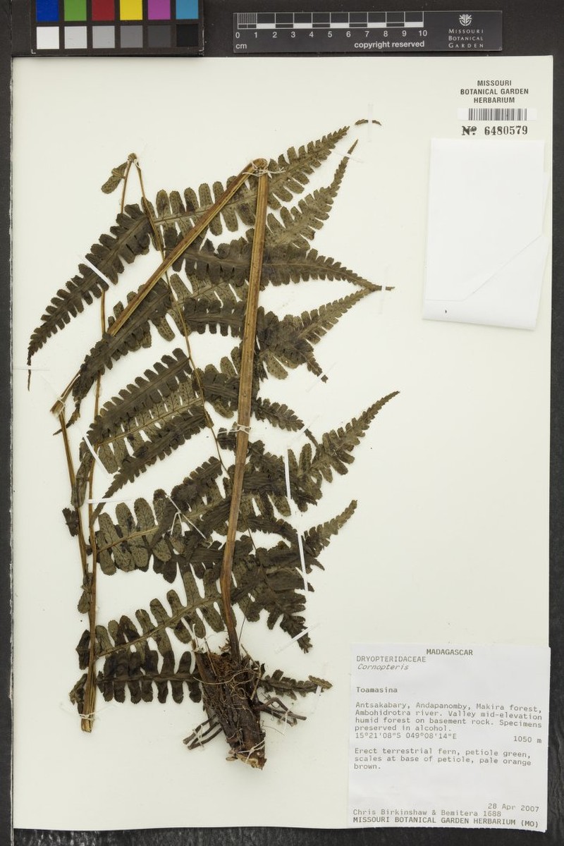 Deparia septentrionalis